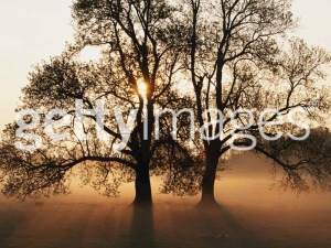 20100623103426_Tree