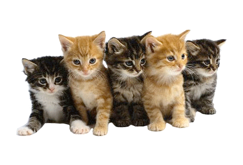 kittens. Googling With Kittens!